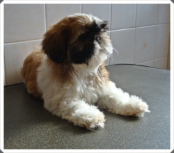 Lindas femeazinha de shih tzu a venda