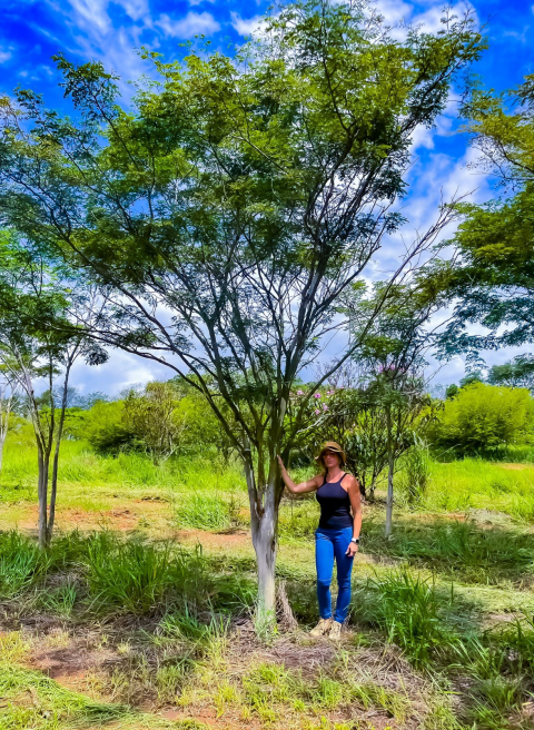 Venda de árvores adultas, Palmeiras, plantas ornamentais